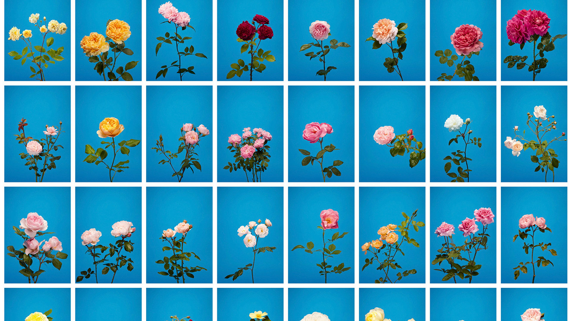 Por que as flores têm “seduzido” artistas e designers por milênios