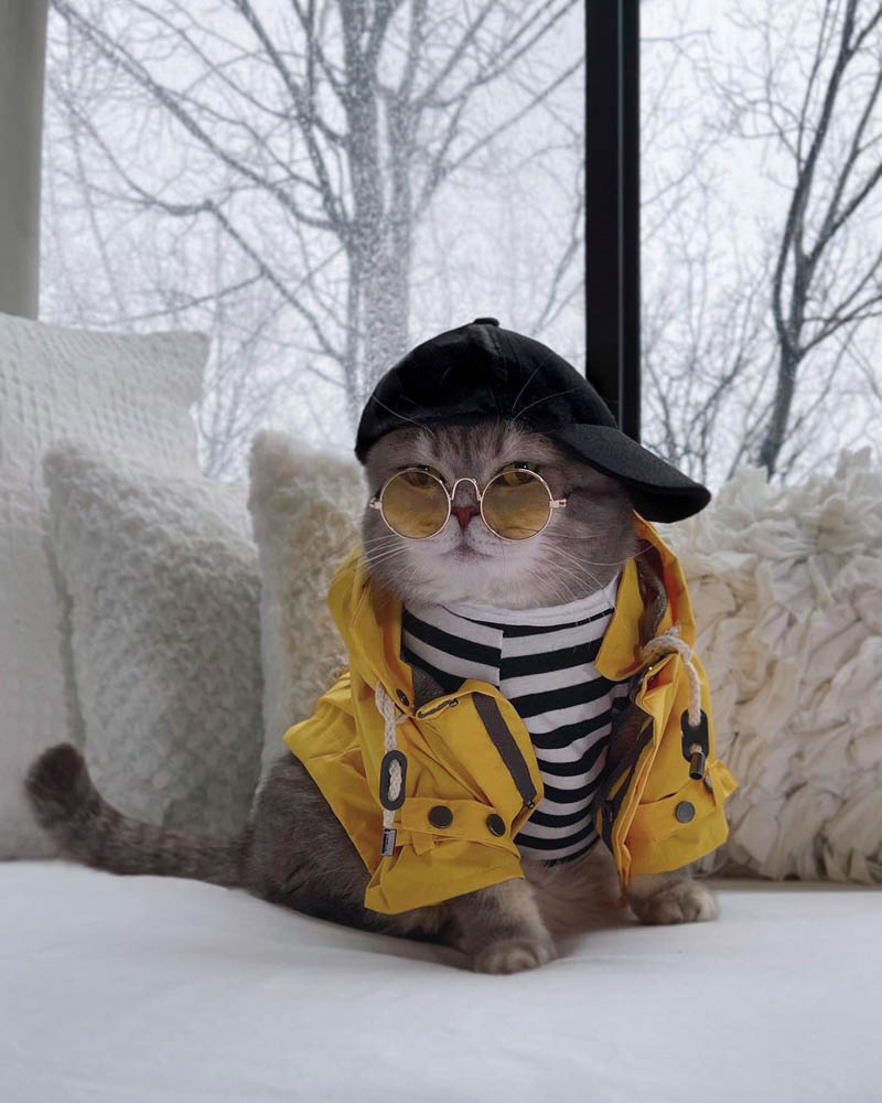 Benson: de um gato de rua a um influenciador de gatos