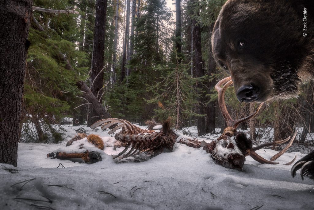 Imagens incríveis da natureza do fotógrafo de vida selvagem do ano