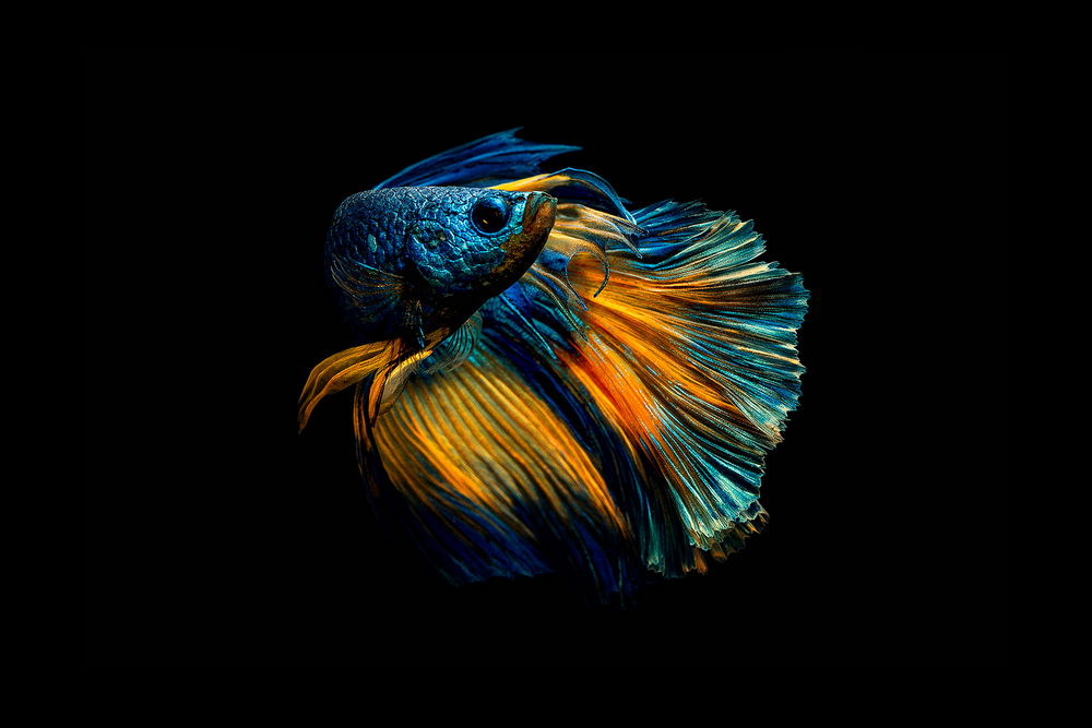 Impressionante fotografia de peixe Betta por Andi Halil