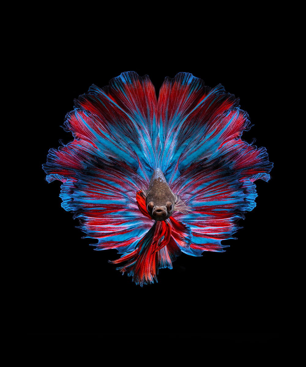 Impressionante fotografia de peixe Betta por Andi Halil