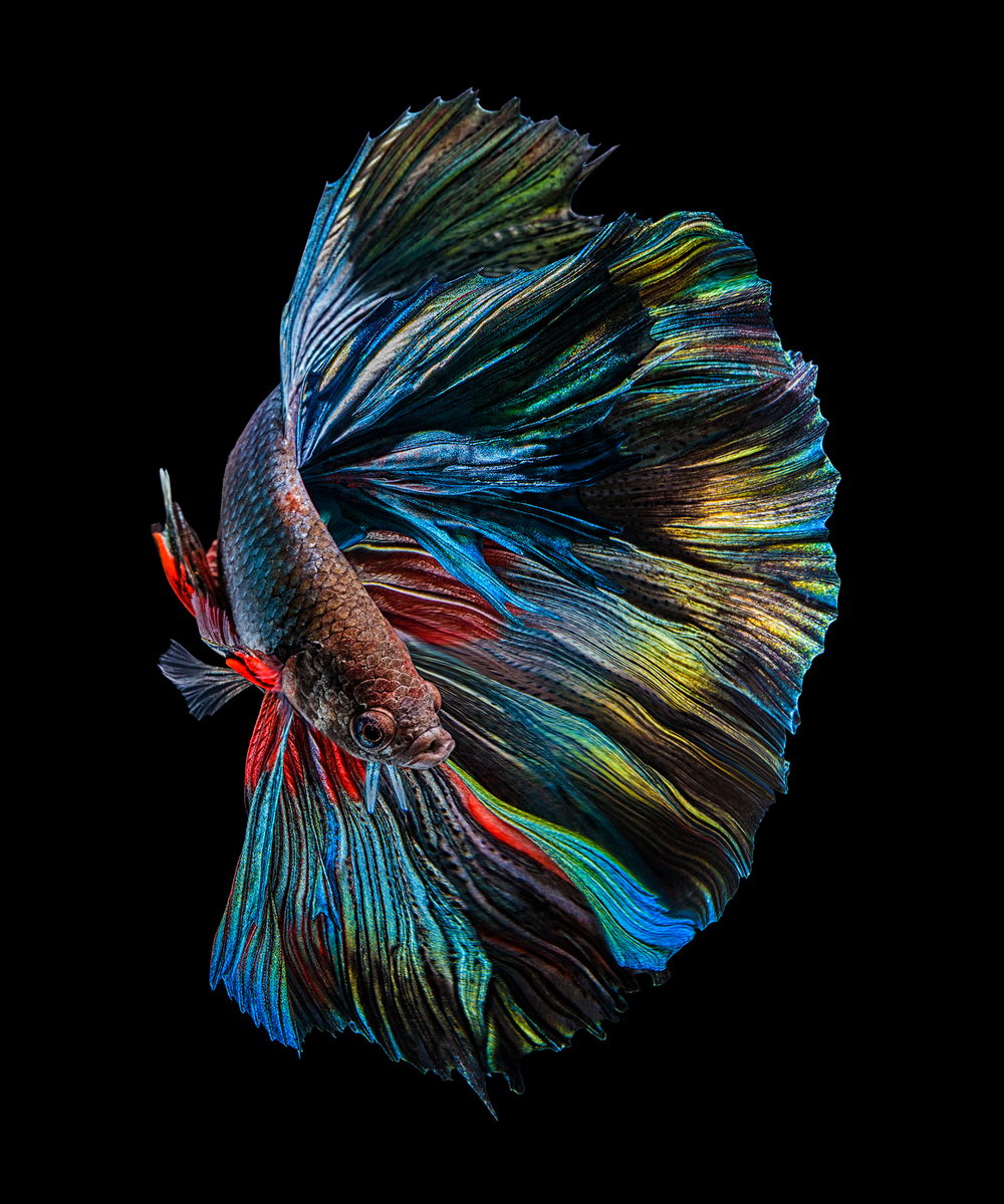 Impressionante fotografia de peixe Betta por Andi Halil