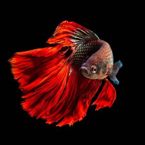 Impressionante fotografia de peixe Betta por Andi Halil