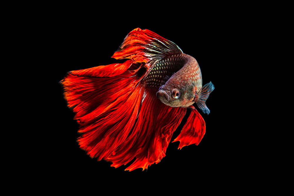 Impressionante fotografia de peixe Betta por Andi Halil