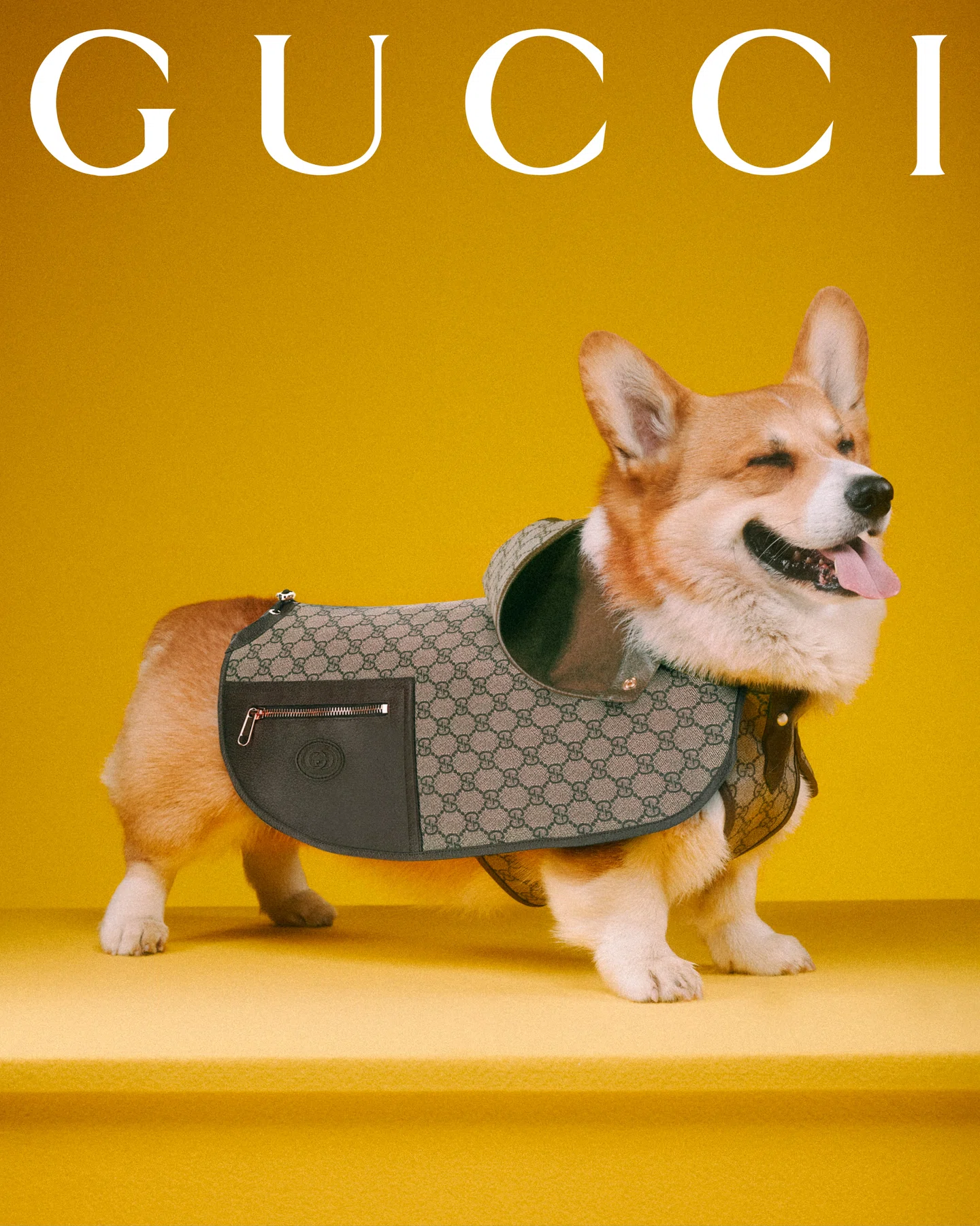 Gucci para animais de estimação chega com retratos adoráveis ​​de Max Siedentopf