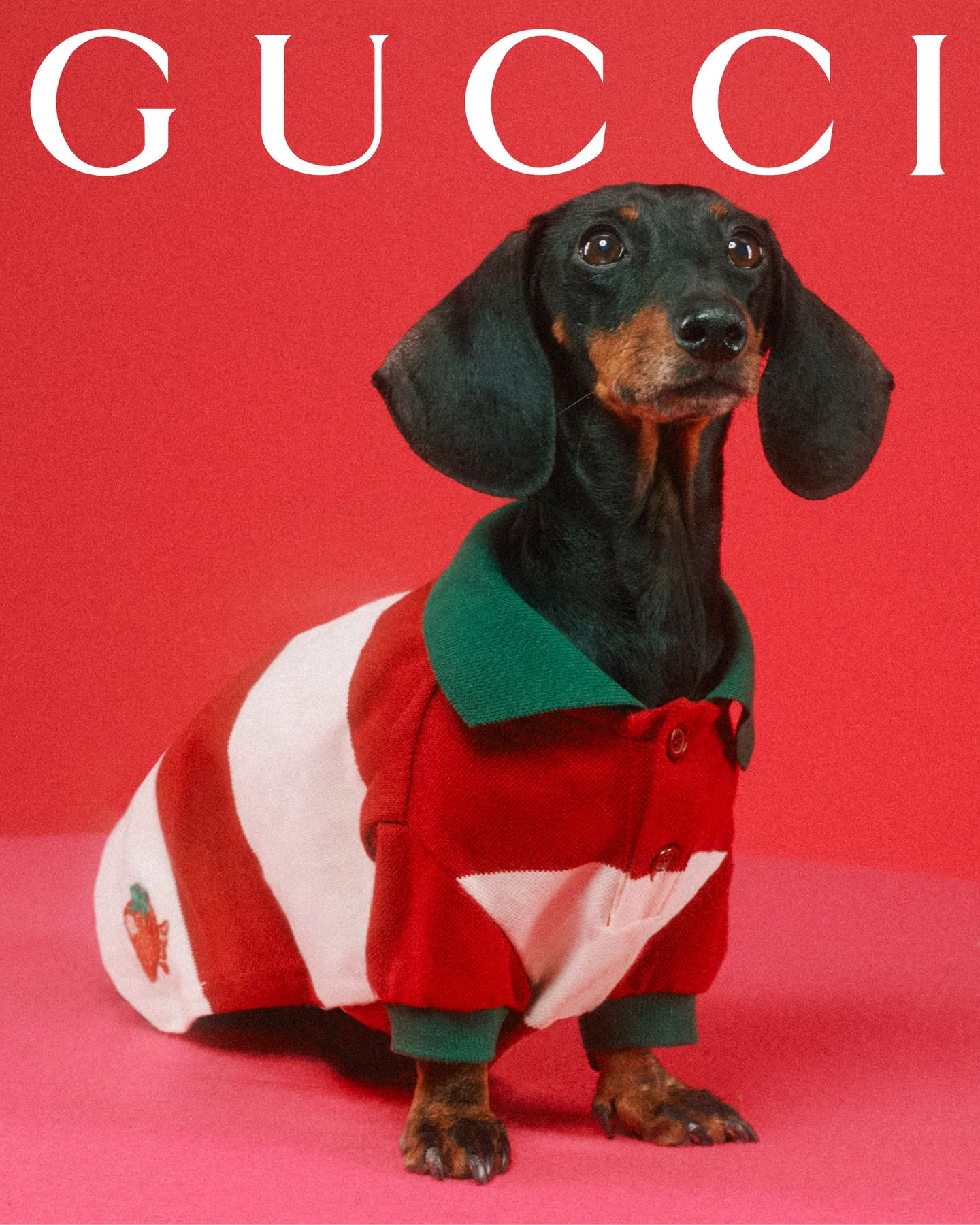 Gucci para animais de estimação chega com retratos adoráveis ​​de Max Siedentopf