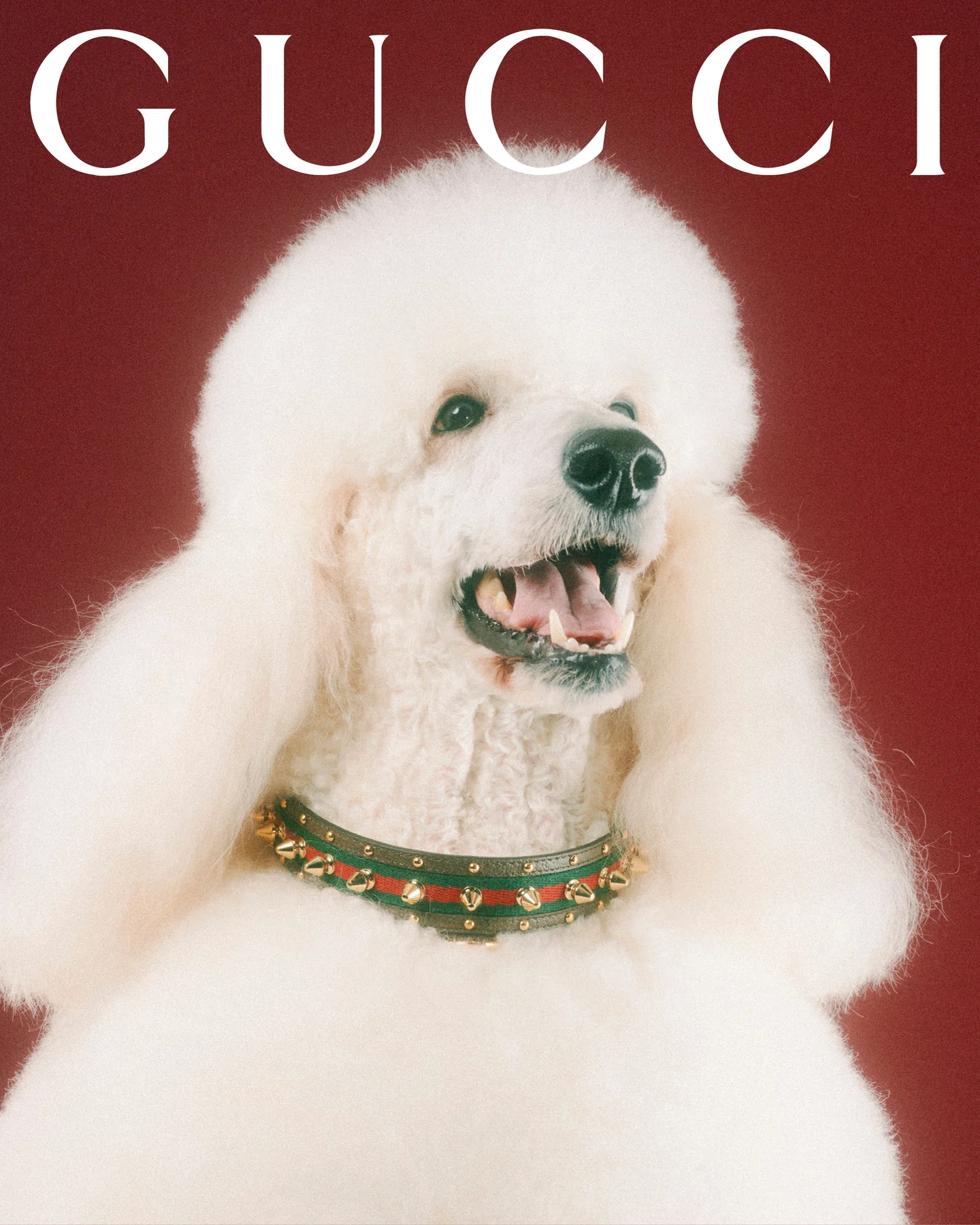 Gucci para animais de estimação chega com retratos adoráveis ​​de Max Siedentopf