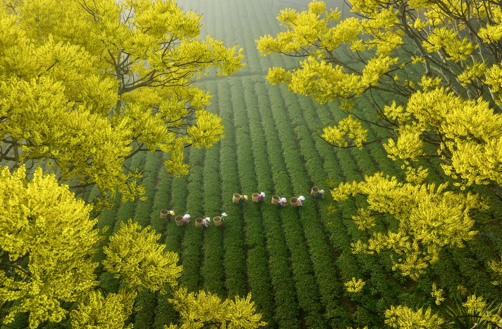 Impressionantes fotos aéreas da zona rural do Vietnã por Pham Huy Trung